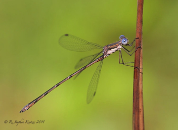 Lestes congener, male